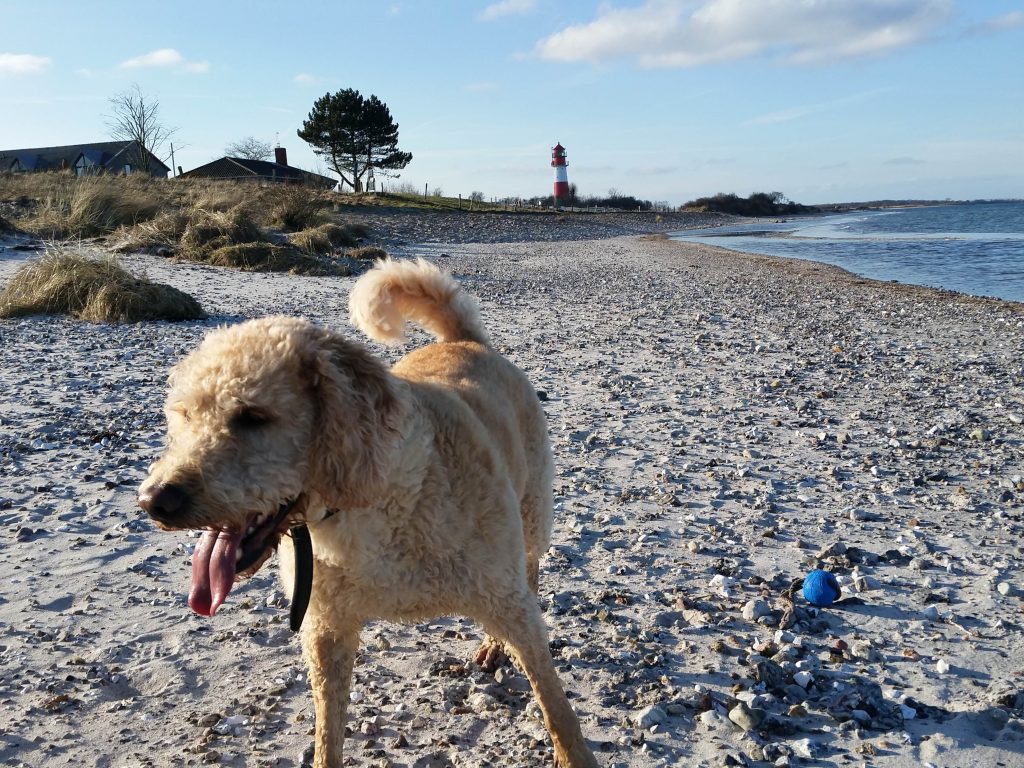 hund am strand leuchtturm